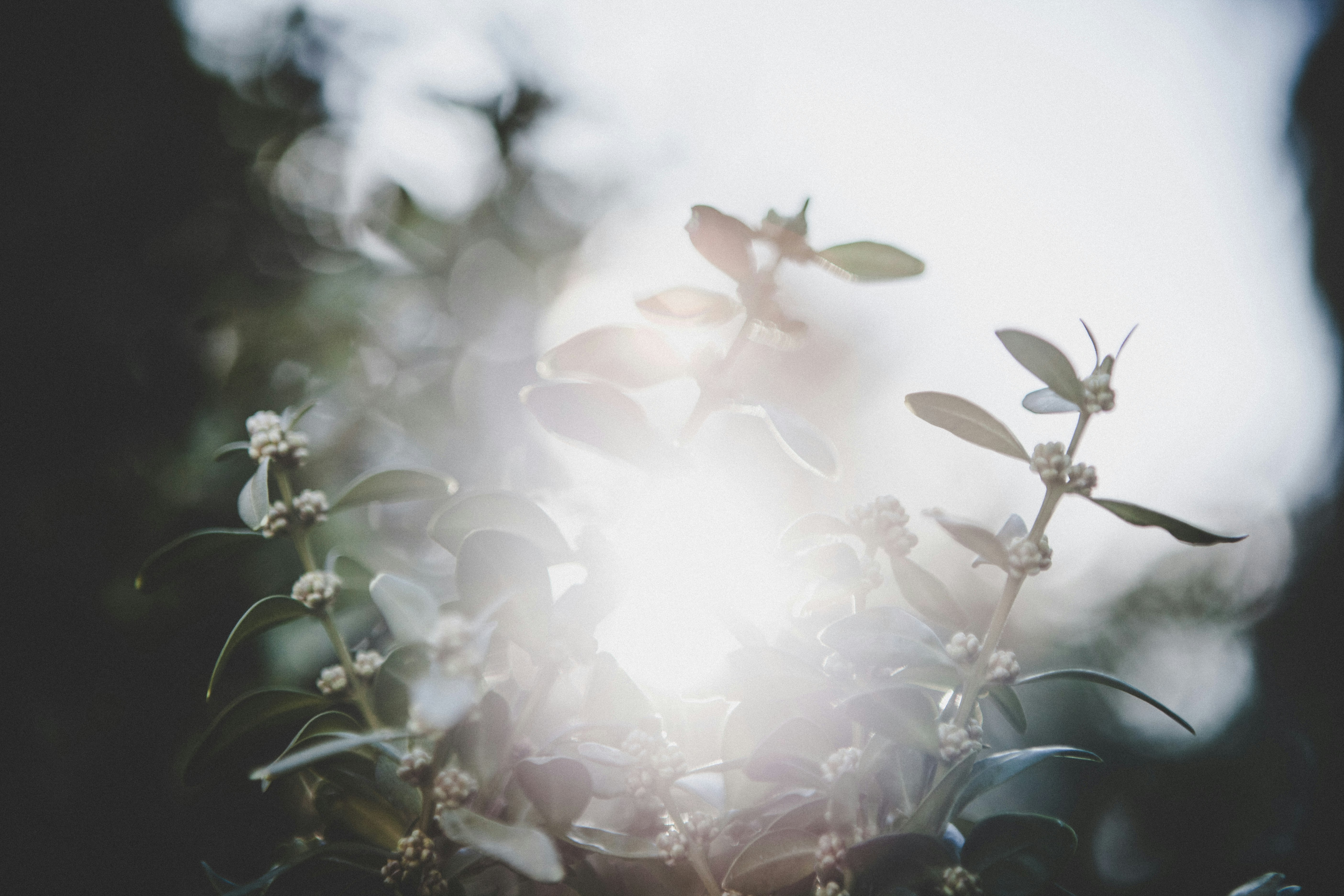 white petaled flowers shined by sunlight